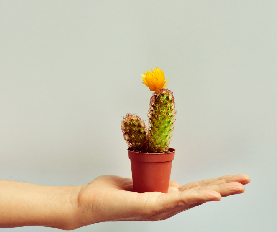 Identifying Prickly People In Your Life