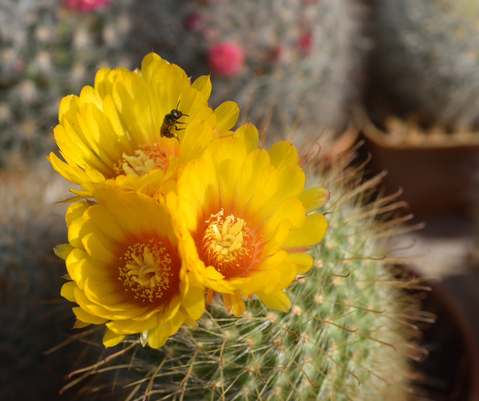 How To Hug A Cactus: RESTORED