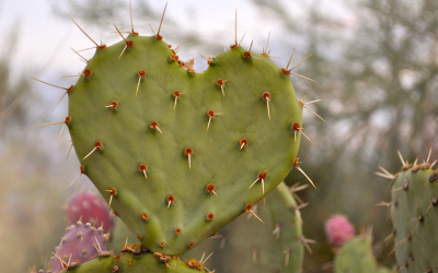 How To Love Prickly People