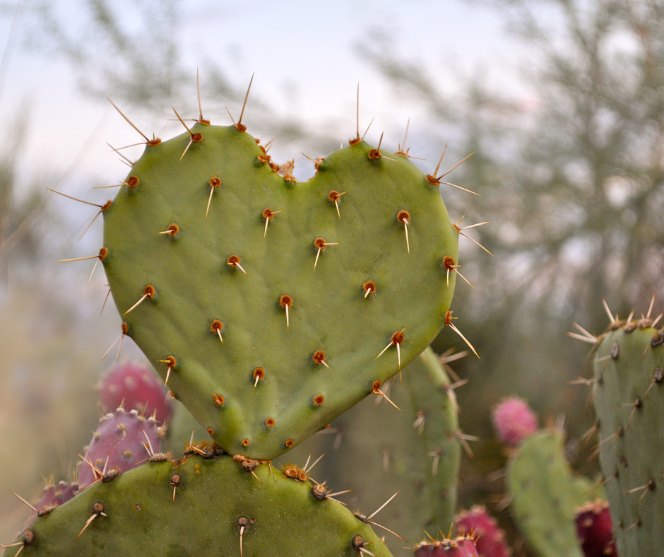 How To Love Prickly People
